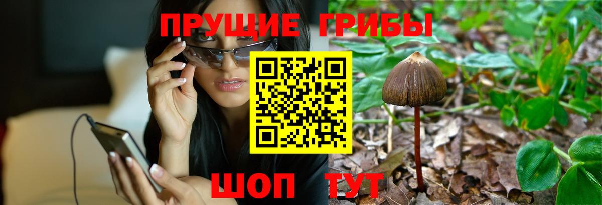 даркнет сайт  Вход с VPN  Губкин  Псилоцибиновые грибы Psilocybine cubensis 